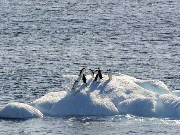 Registra Antártida récord de descenso histórico de hielo marino