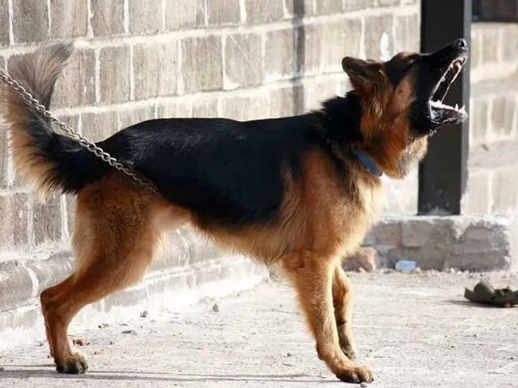 Atacan a mujer jauría de perros en colonia Bella Vista