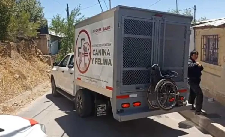 Rescatan a animales del maltrato en diferentes domicilios