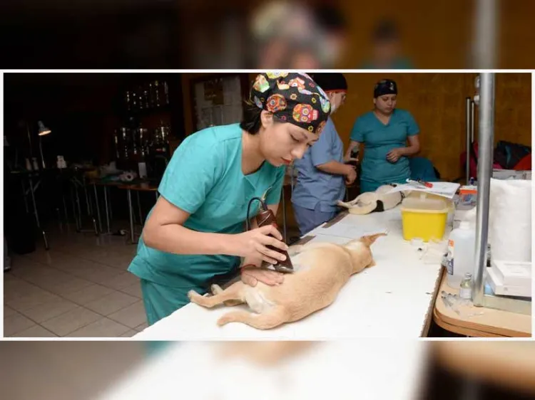 Anuncian campaña de esterilización canina y felina