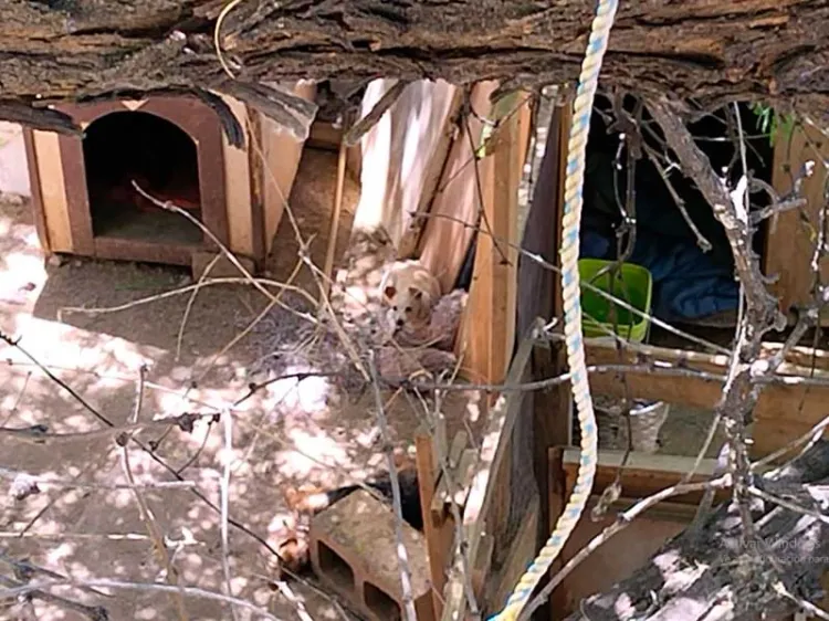 Denuncia vecino maltrato de perros y gatos