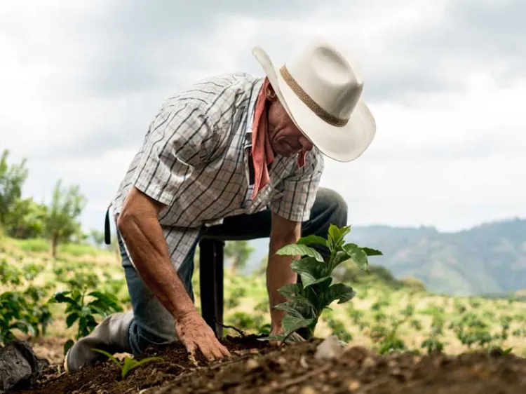 Arranca Sembrando Vida en Sonora