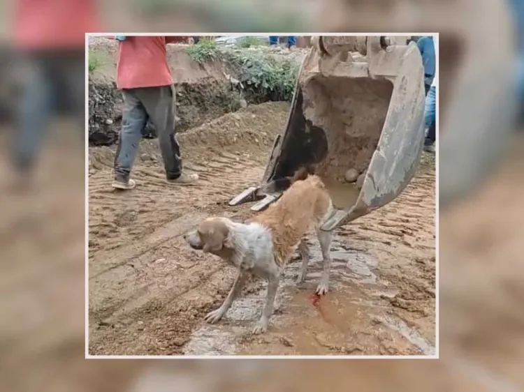 Rescatan a perrita que cayó a canal en Ecuador