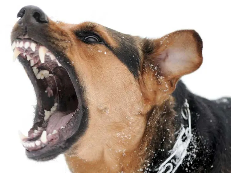 Hay más de 10 casos de mordedura  de perros por semana: Coordinador del CACF