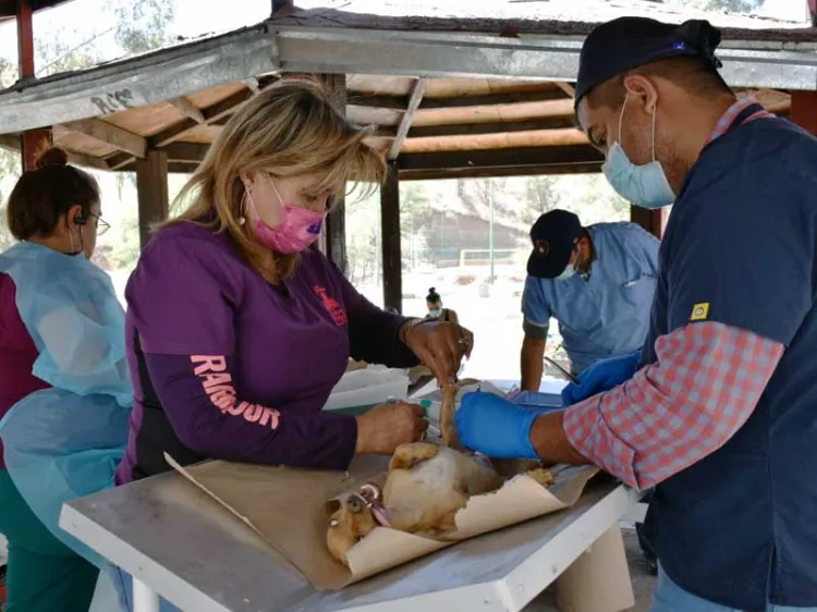 Llevan jornada de esterilización a las Bellotas