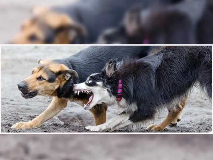 Inicia temporada agresiva de perros