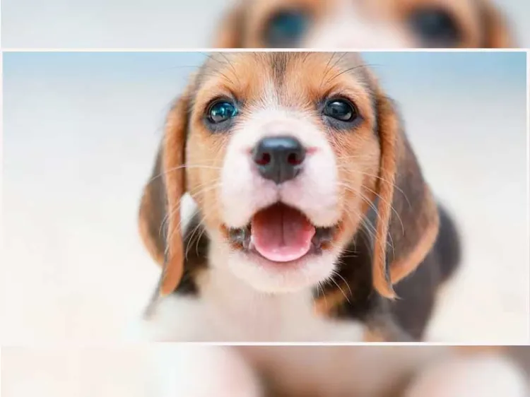 Pondrán a perritos en adopción