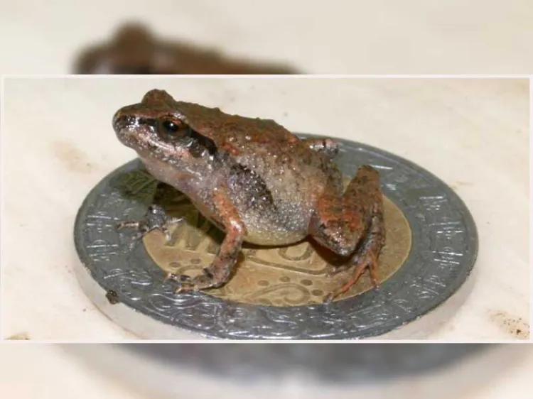 Hallan nuevas especies de ranas miniatura en México
