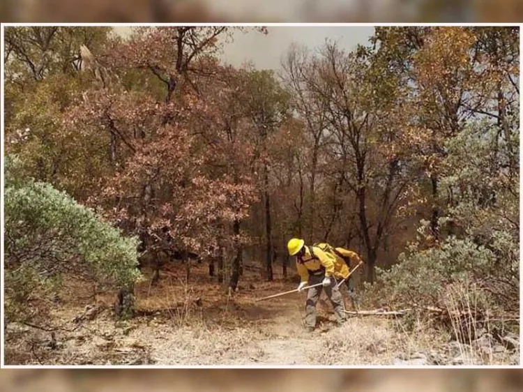 Combaten incendio forestal en Cajeme