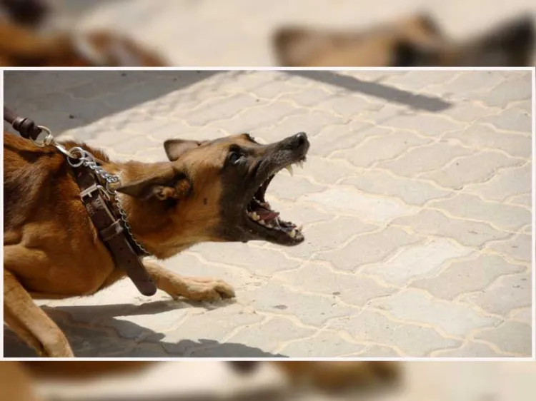 Ataca perro a niño de 7 años