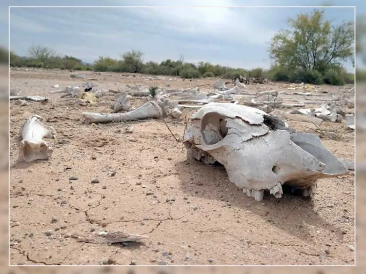 Esperan en Sonora declaratoria de emergencia por sequía