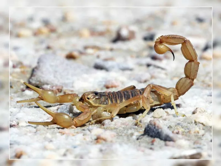 Precaución por picaduras de alacrán; acudir inmediatamente al hospital: epidemiólogo