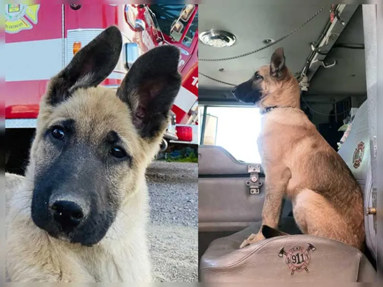 Roban perro a bomberos de Nogales