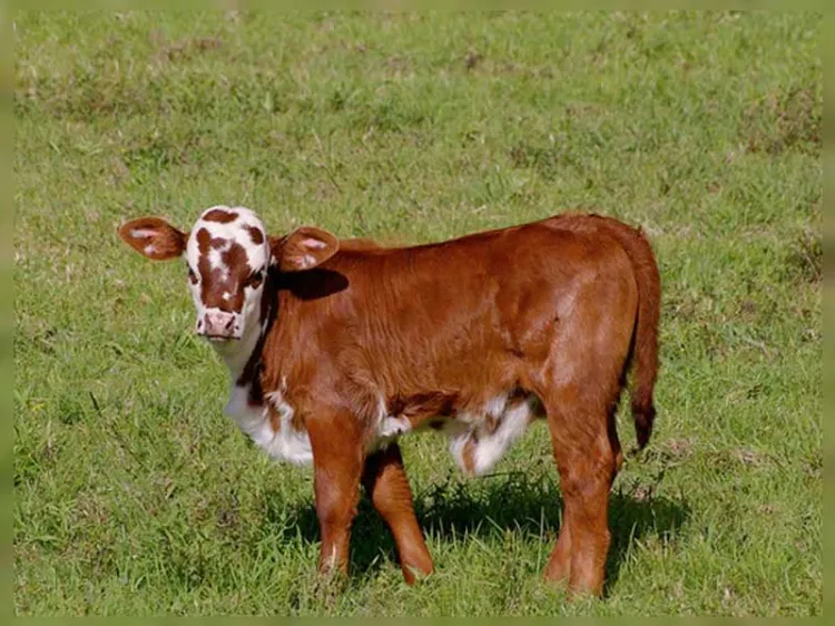 Choca contra becerro; salió de entre la maleza