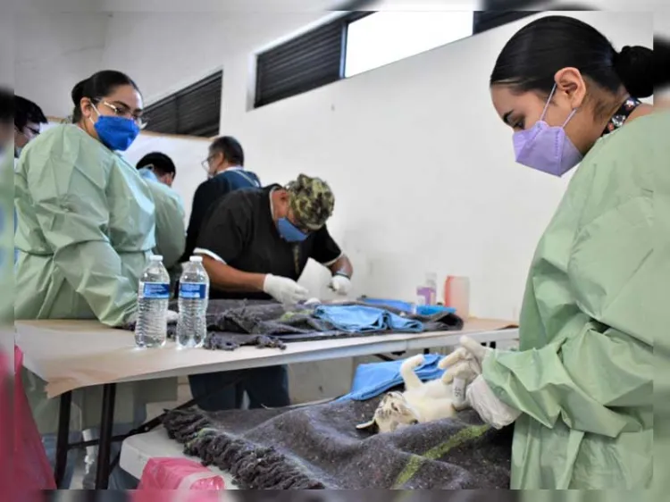 Cerca de alcanzar las 2 mil esterilizaciones de mascotas