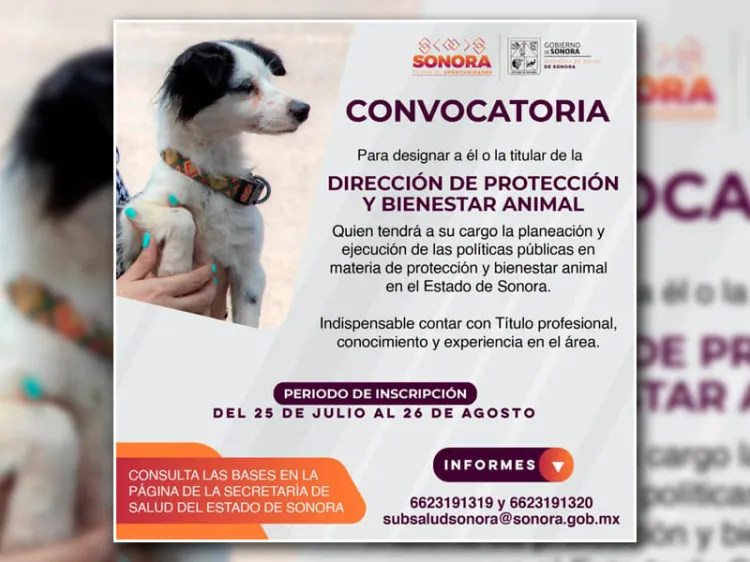 Buscan titular para la Dirección de Protección y Bienestar Animal