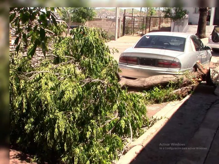 Piden rescaten árbol caído por la tormenta del sábado