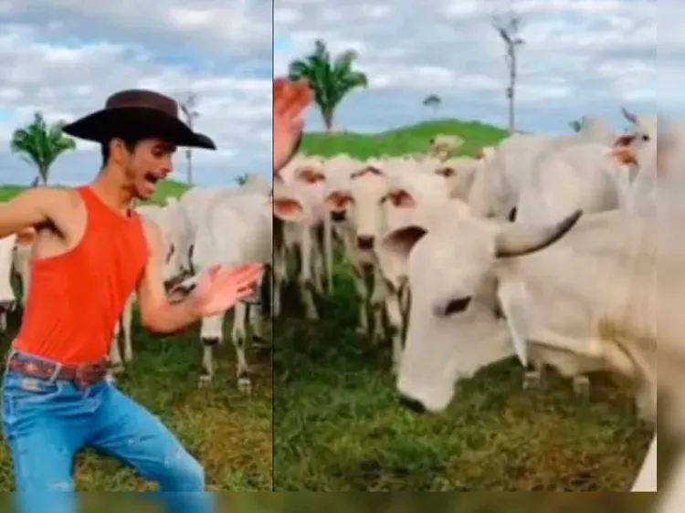 Ataca vaca a joven que intentaba bailar trend para TikTok