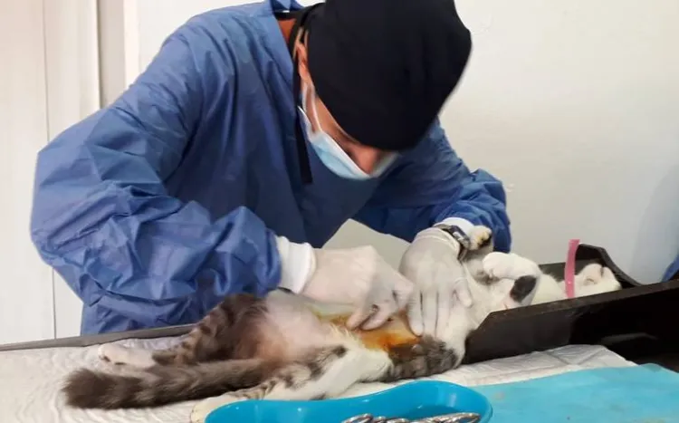 Reanudarán campaña de esterilización tras fiestas patrias