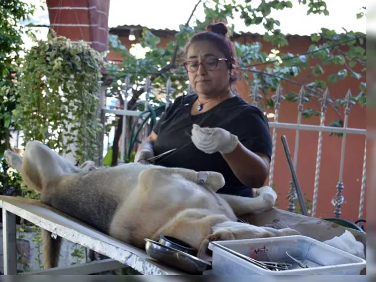 Realizan jornada de esterilización canina y felina en Los Encinos