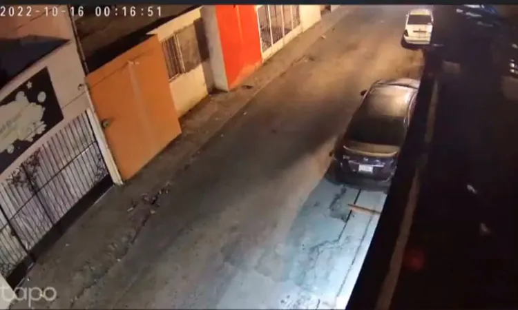 Defienden perritos la casa y ladrón cae desde la azotea