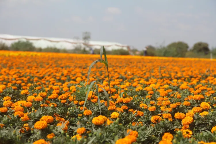 Queman catrina artesanal en Tlaxcoapan