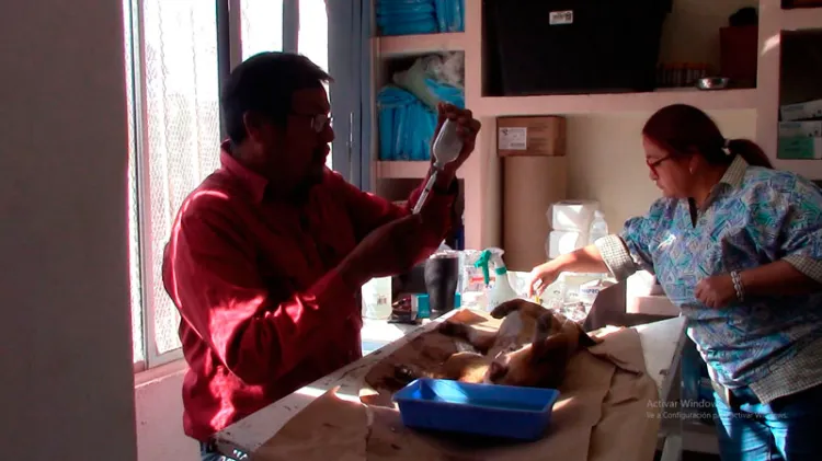 Exhortan a cuidar mascotas de pulgas y garrapatas