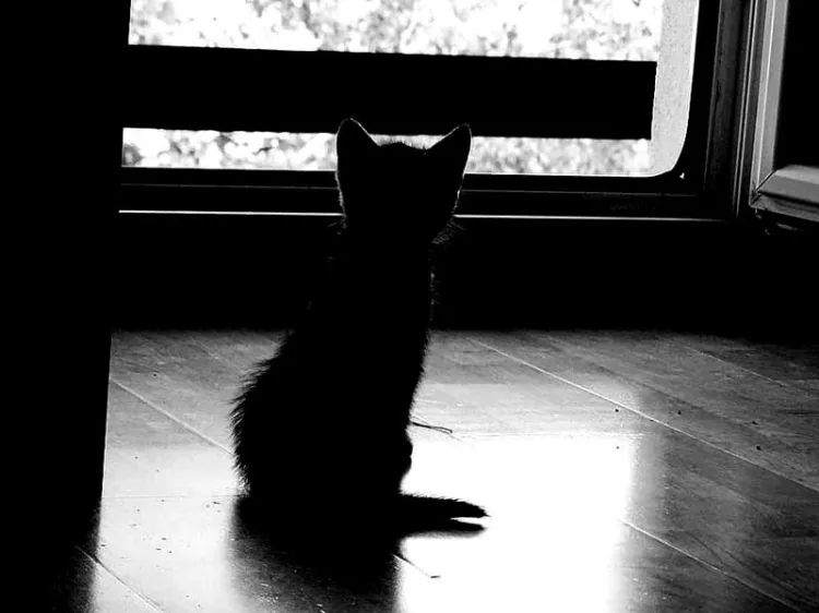 Tienen dos gatitos bebés en adopción