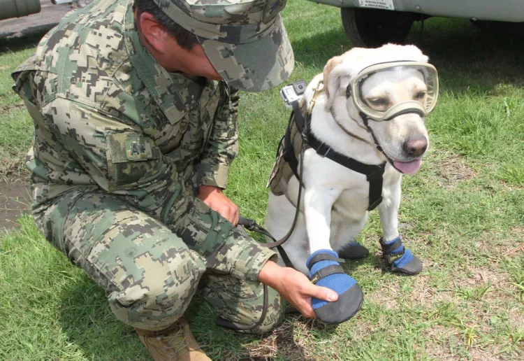Fallece Frida, perrita rescatista de la Marina
