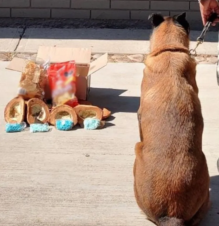 Incautan pastillas de fentanilo ocultas en pan artesanal