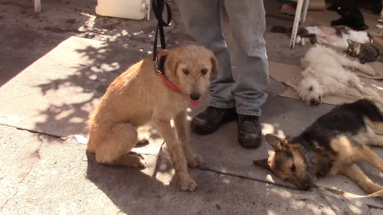 Cumplen meta en esterilización de mascotas