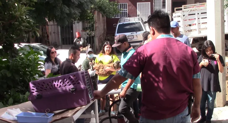 Alistan nueva jornada de esterilización de mascotas