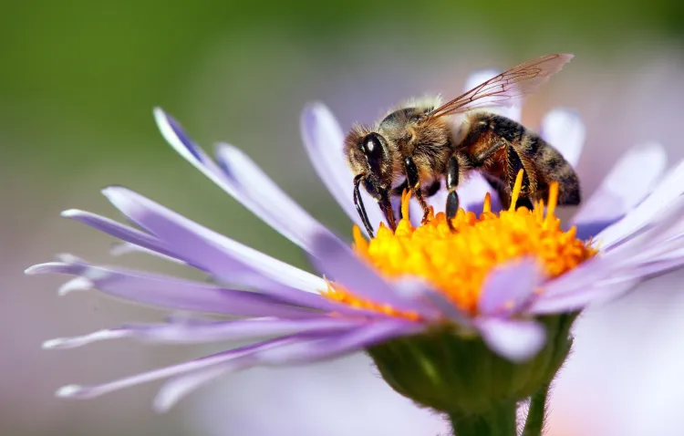 Abejas son atraídas por “dispositivos ópticos” en plantas