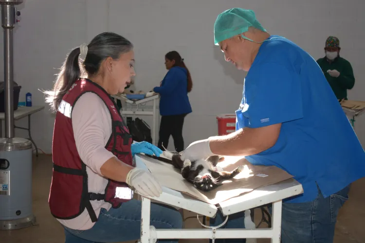 Sobrepasan meta de esterilización de mascotas