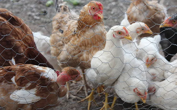 Emergencia sanitaria por influenza aviar en Perú