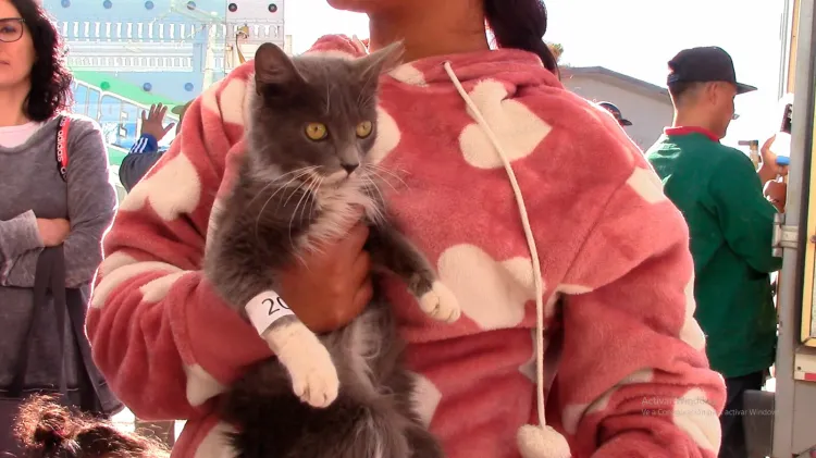 Buscan espacios seguros para esterilizaciones de mascotas