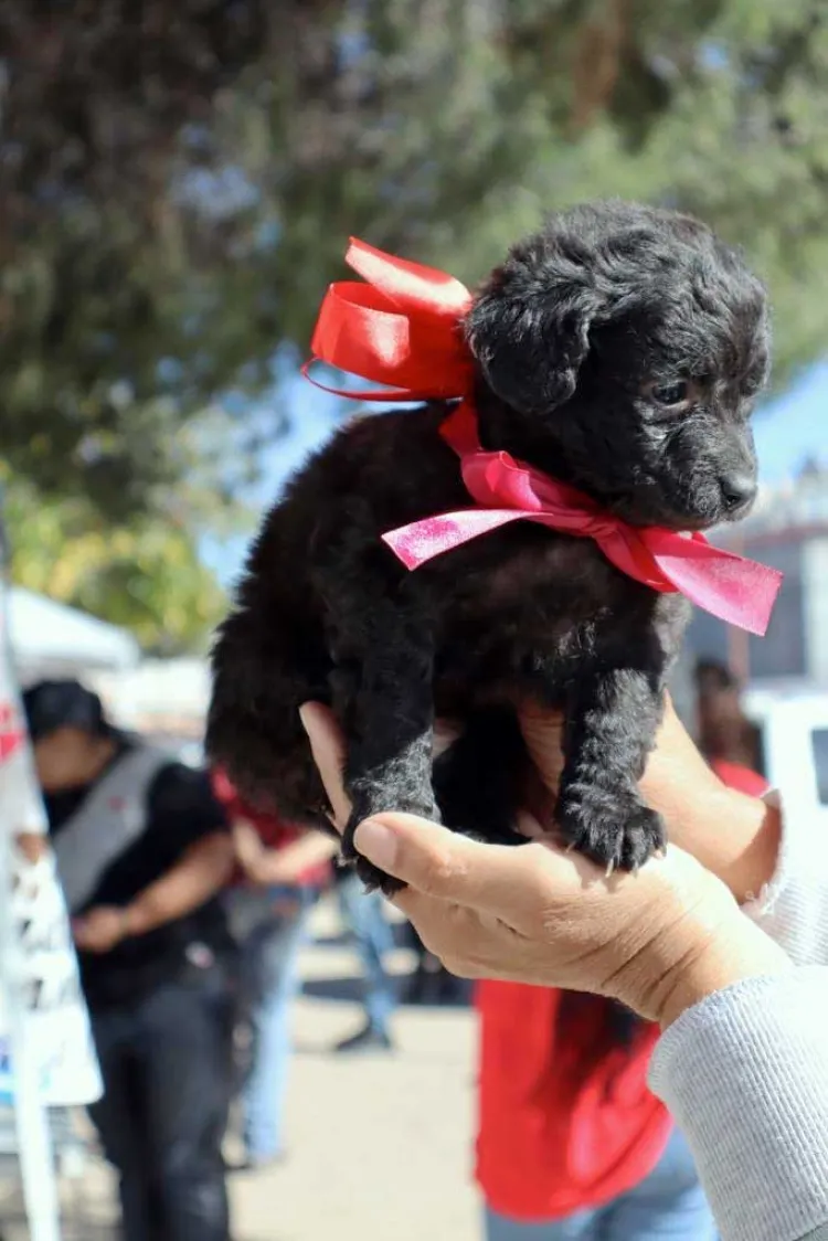 Realizan exitoso bazar urbano y exposición de mascotas