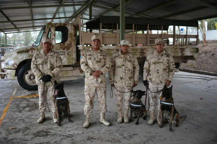 Binomios Canófilos, clave en operaciones del Ejército Mexicano