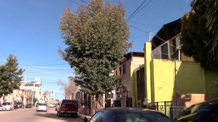 Pide vecina poden árbol que afecta cableado