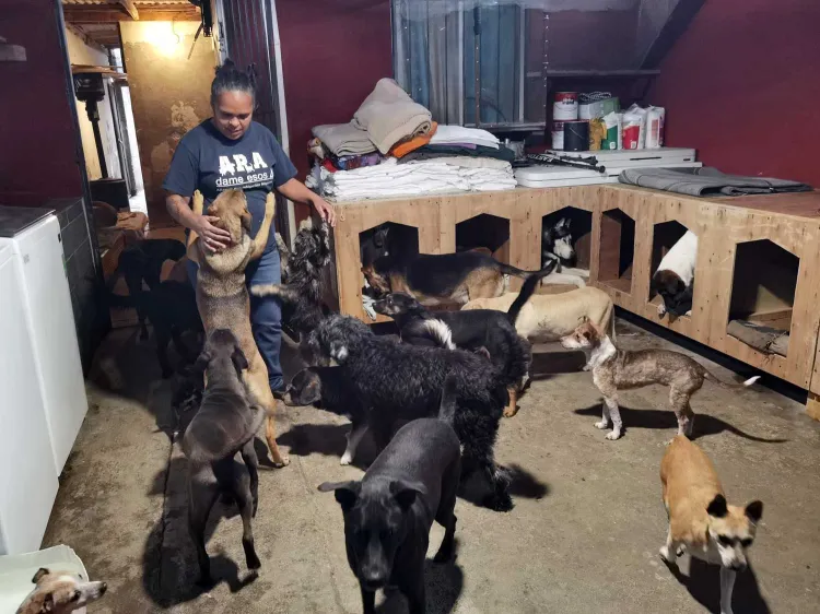 Piden apoyo para alimento para perros y gatos