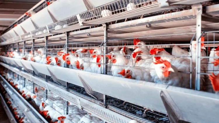 Inicia repoblación de granjas tras fin de cuarentena por influenza aviar