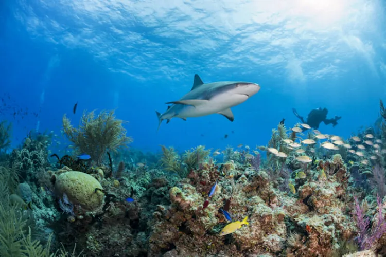 Alertan por acelerada extinción de tiburones y rayas de arrecifes