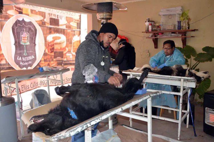 Realizan castración y vacunación de mascotas en El Represo