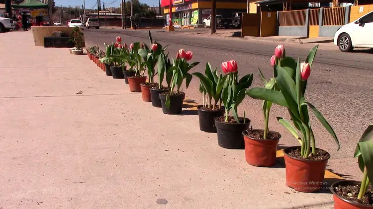 Llega a Nogales el tulipán holandés