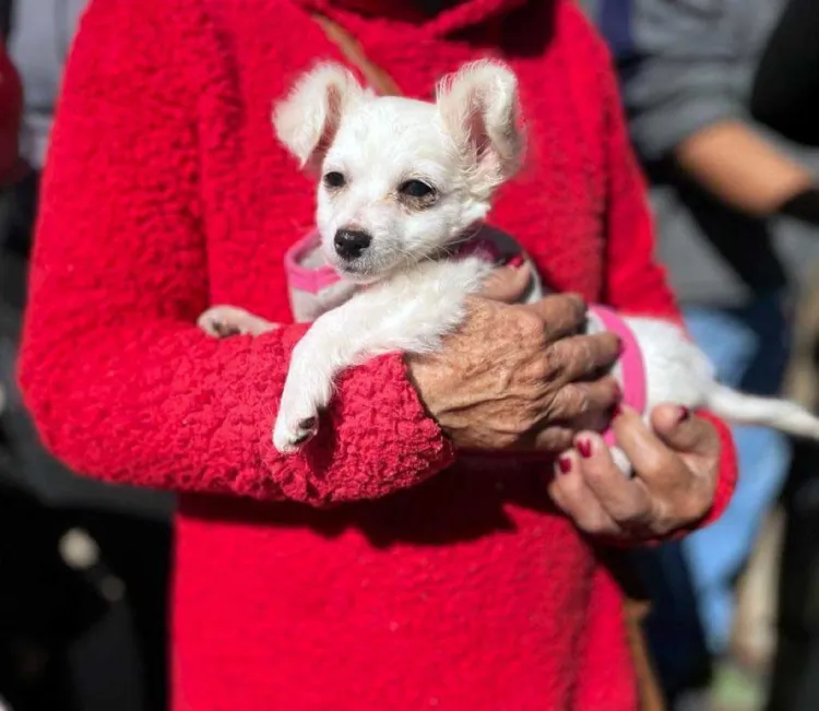 Exitosa campaña de esterilización en colonia La Mesa