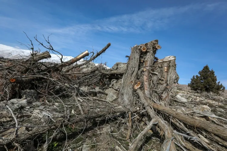 Talan árboles milenarios en el Líbano para lucrar
