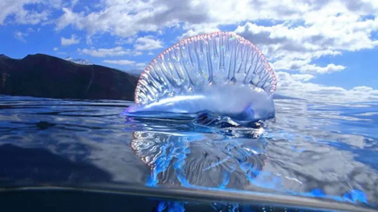 Advierten por mortífera medusa en costas mexicanas