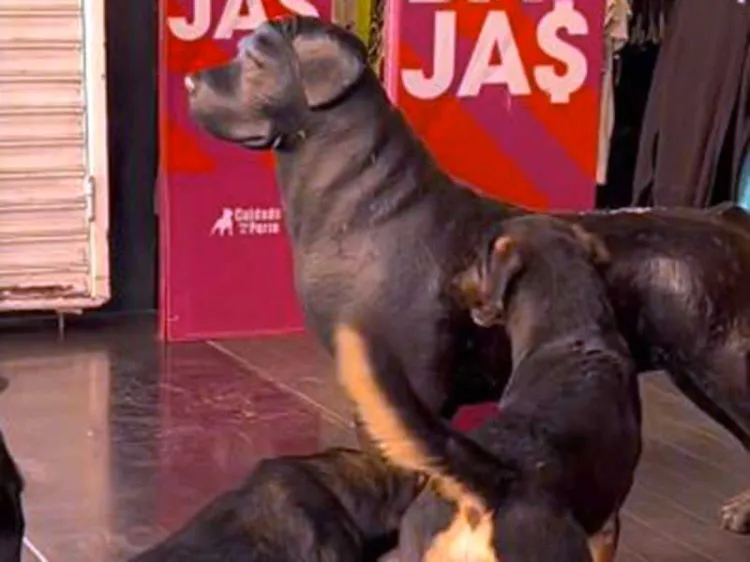 Ladran perritos a adorno de "Cuidado con el Perro" y se hacen virales