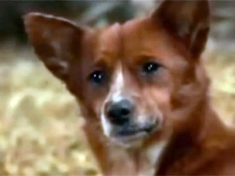 Llora perrito desconsolado al separarse de su mejor amiga, una vaca