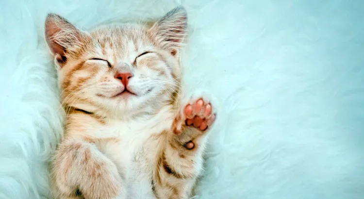 Tienen felinos 3 Día del Gato; cada uno tiene significado distinto